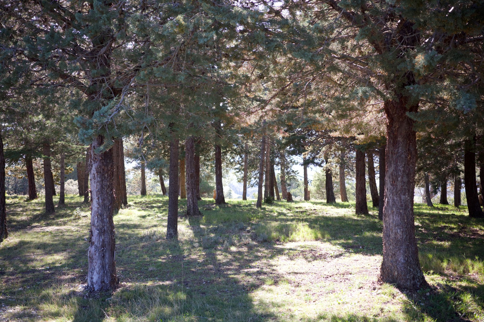 Full size image for Quiet in the Gorge.