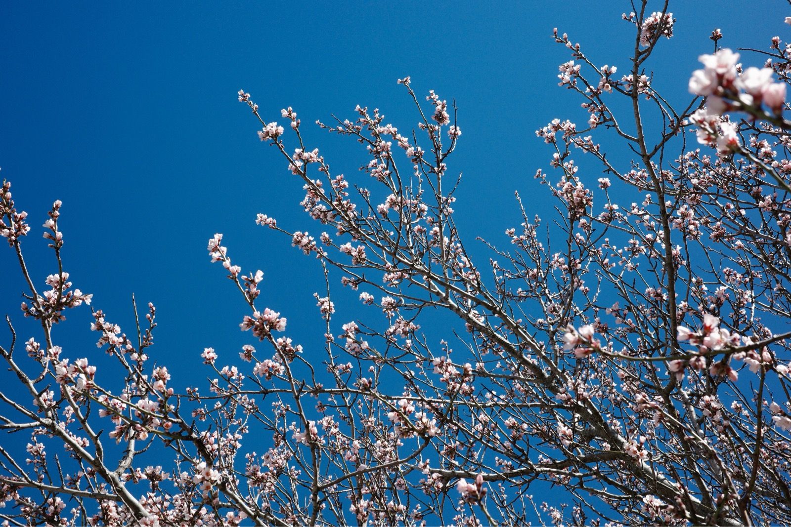 Full size image for Caromb - Gap