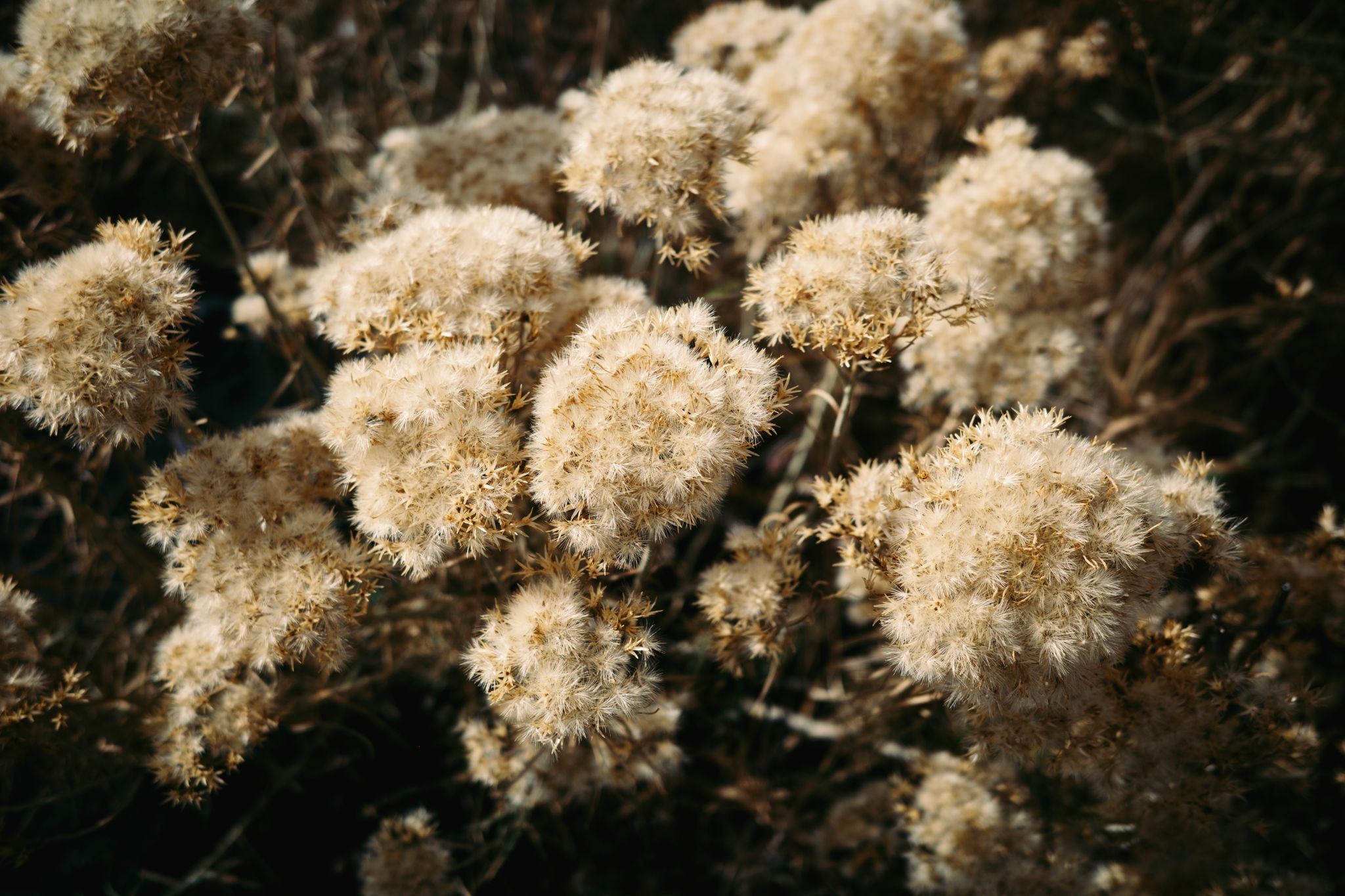 Preview image for It snowed a bit