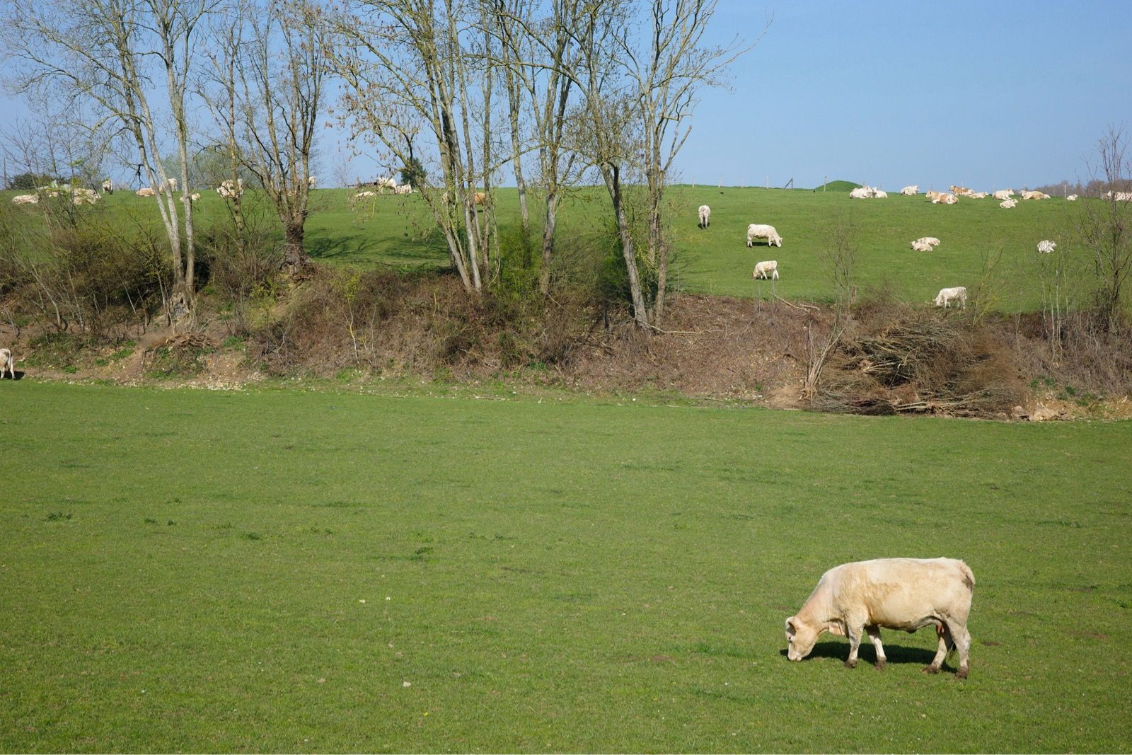 Preview image for VCMB Normandy 300k