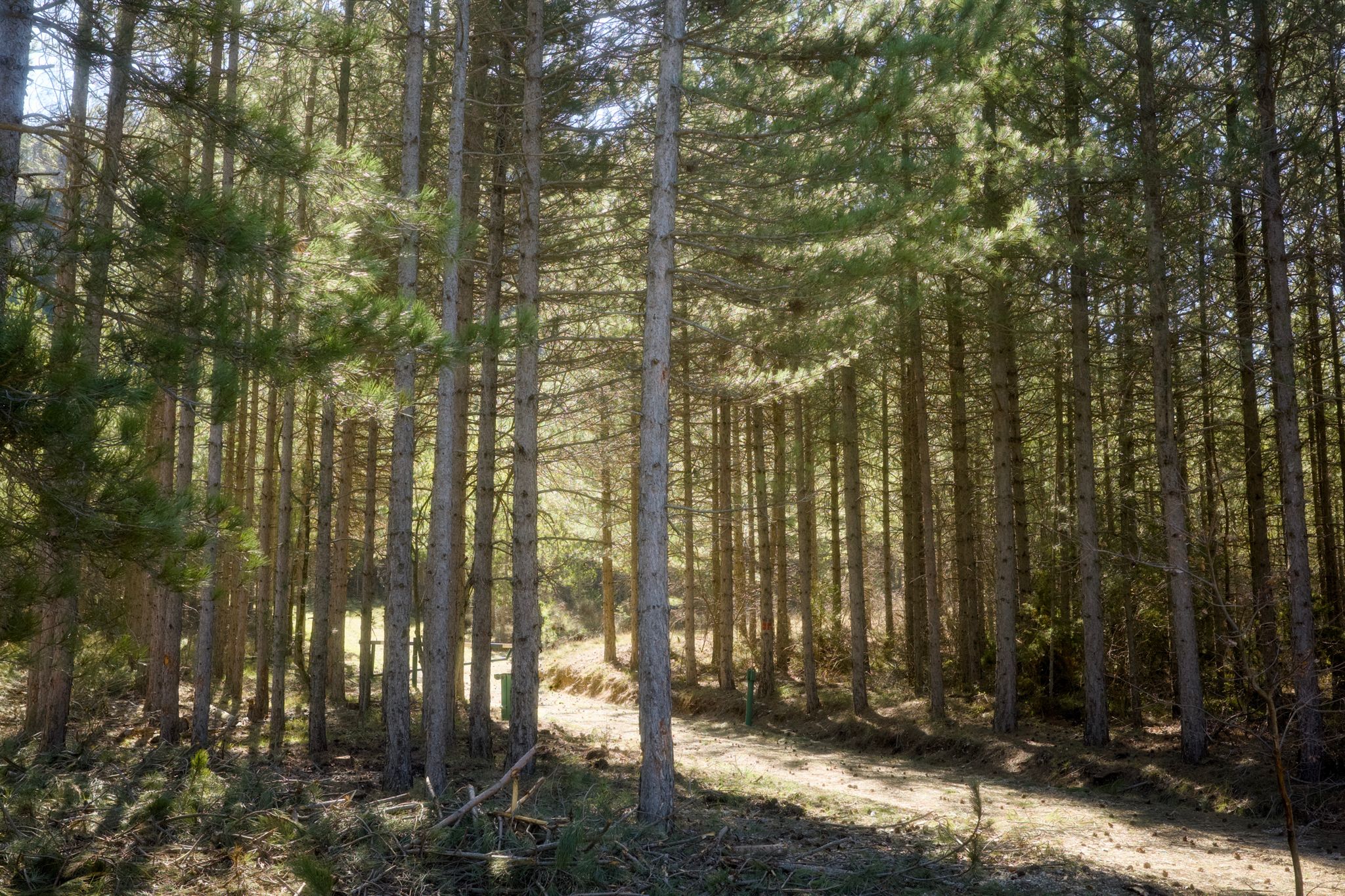 Full size image for Race the wind north.