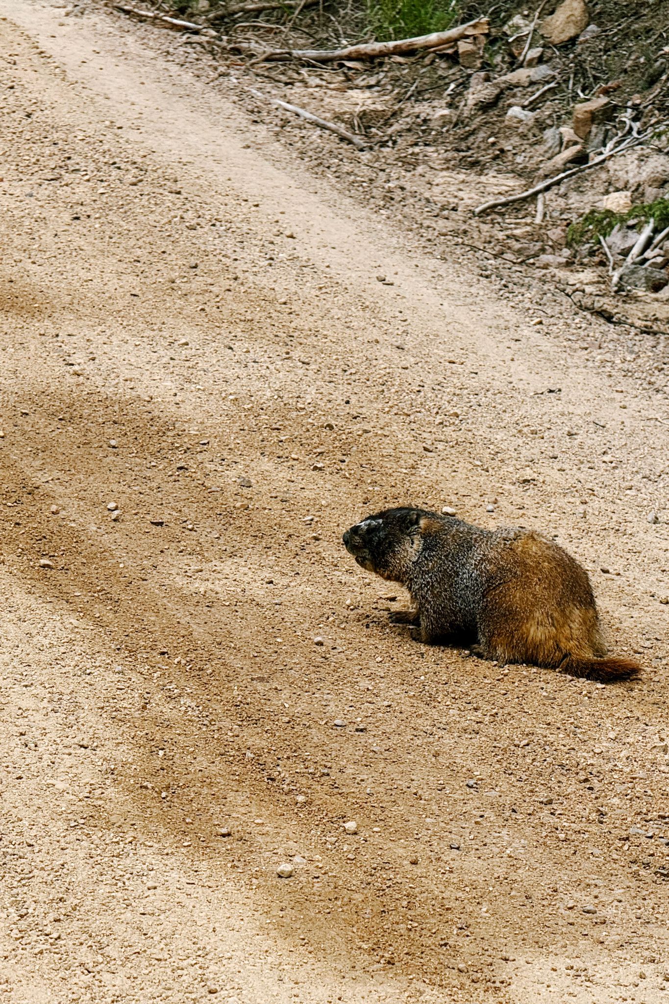 Preview image for Mountains and marmots and elk.