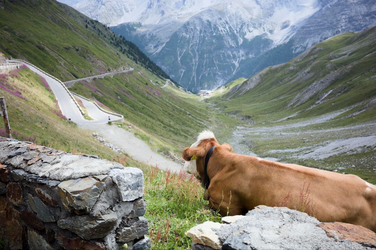 Preview image for Passo dello Stelvio